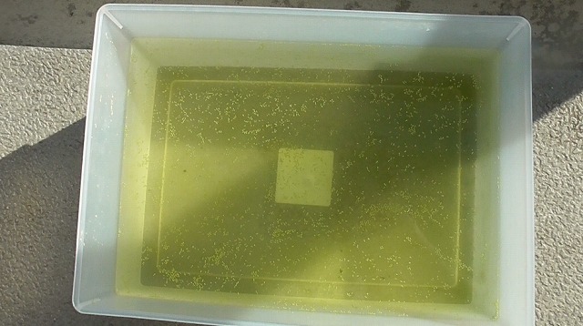 当日のミジンコ浮草を浮かべた小さな容器