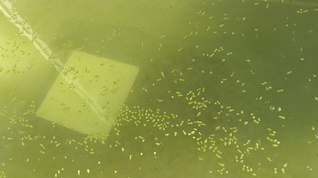 当日のミジンコ浮草を拡大した様子