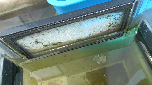 通水性が悪くなった隔離ケース