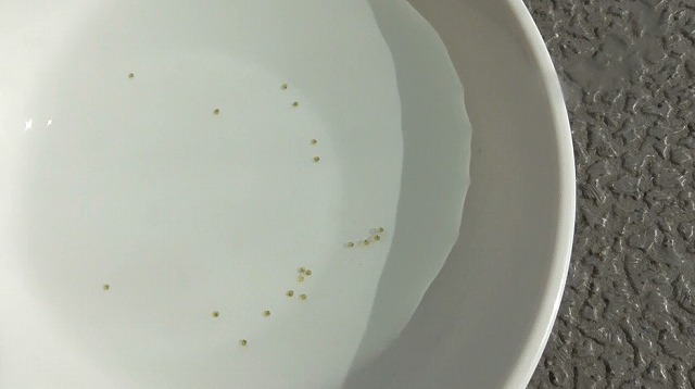青く染まっていたメダカの卵がいつもの状態に戻った様子