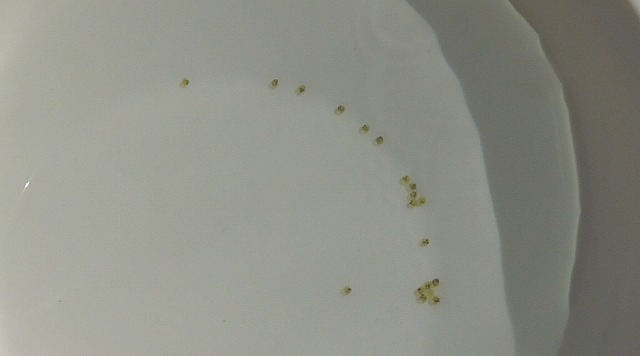 青く染まっていたメダカの卵がいつもの状態に戻った様子2