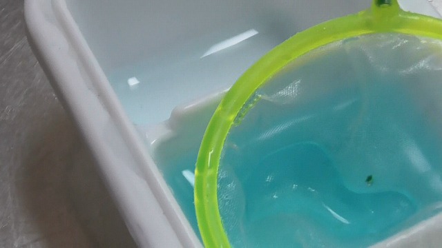 メダカの卵を製氷皿に戻し終えたイメージ