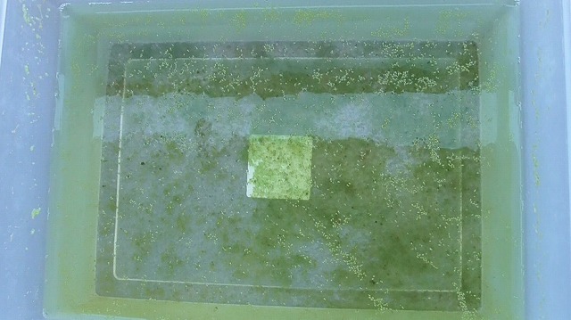 当日のミジンコ浮草を浮かべた小さな容器