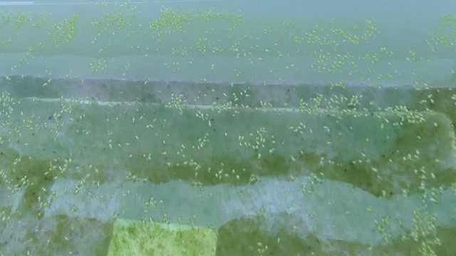 当日のミジンコ浮草を拡大した様子