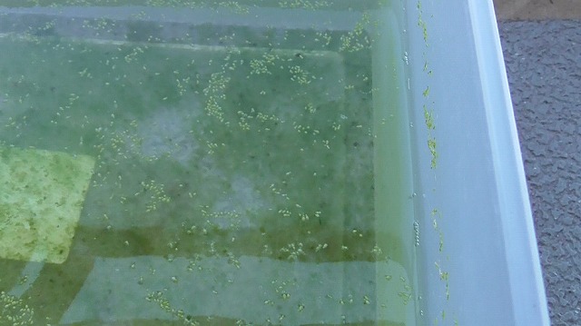 当日のミジンコ浮草を拡大した様子2