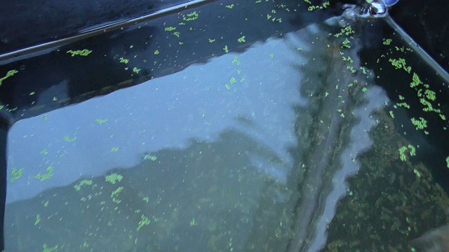 わりと日陰に置いてある容器のミジンコ浮草