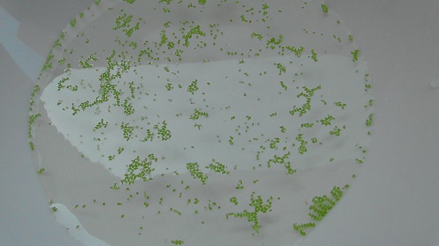 ミジンコ浮草をお皿に浮かべた様子