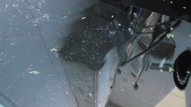 メダカが食べ残したミジンコ浮草