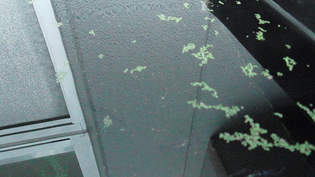 メダカ容器にミジンコ浮草が浮かんだ様子
