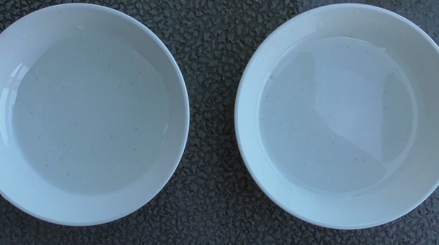 針子を入れた2つの小皿