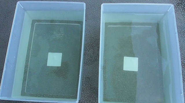 水を張った2つのメダカ容器