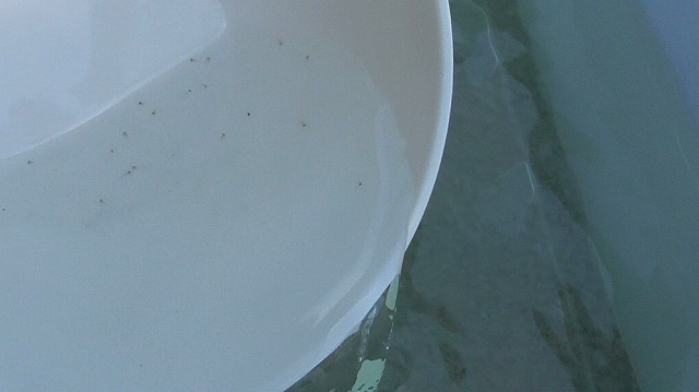 小皿の針子を容器に移す様子