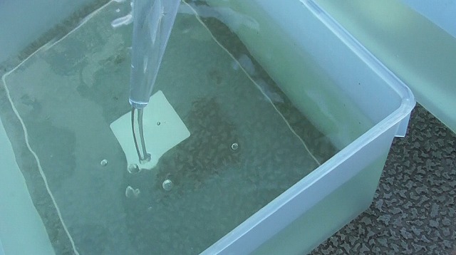 スポイトのゾウリムシを容器に排出する様子