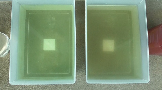 当日のゾウリムシとPSBを注入している2つの容器の様子