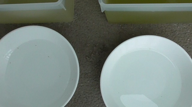 2つの容器から5匹ずつの針子を移した2つの小皿