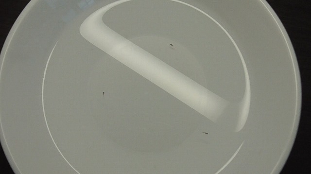 残りの3コも孵化した様子