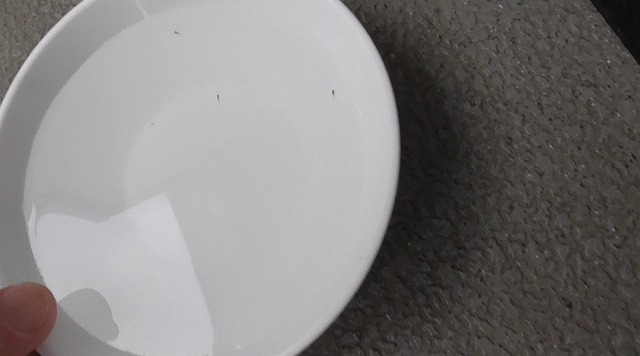 3匹の針子を入れた小皿