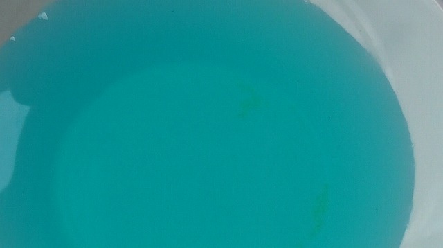 メチレンブルー水溶液に浸したメダカの卵