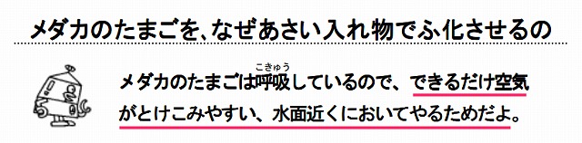 メダカのたまごを、なぜあさい入れ物でふ化させるの？