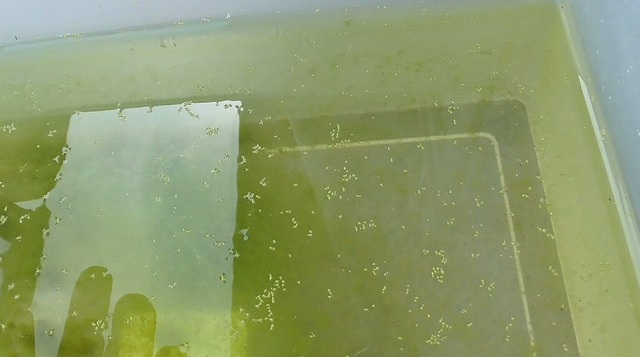 当日のミジンコ浮草の様子
