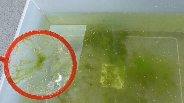 ミジンコを網ですくう様子￥