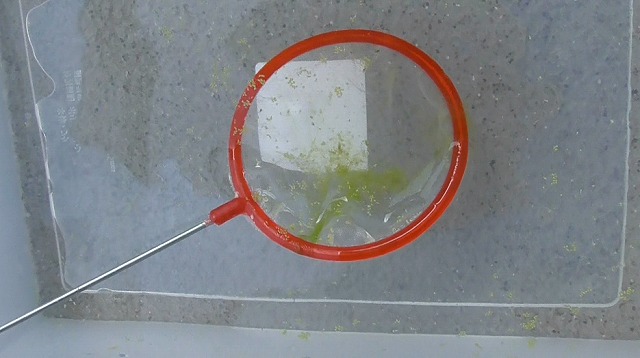 網の中のミジンコを別容器に移す様子