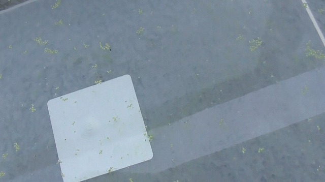 当日のミジンコ浮草の様