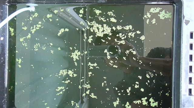 わりと日陰に置いてある容器のミジンコ浮草