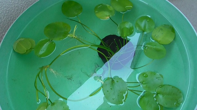 ウォーターポピーをポットごと沈めた様子