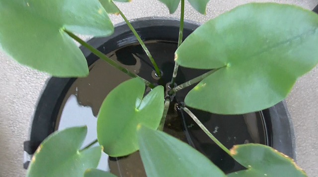 スイレン科・浮葉植物のコウホネ