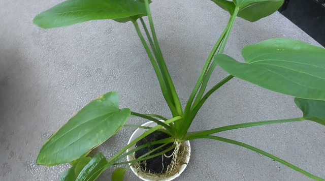 オモダカ科の水草エキノドルス