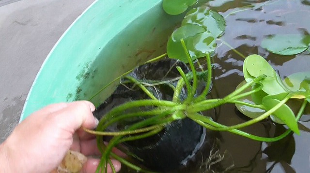 水草ポットを取り出す様子