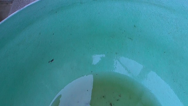 ビオトープの水鉢が空になった状態
