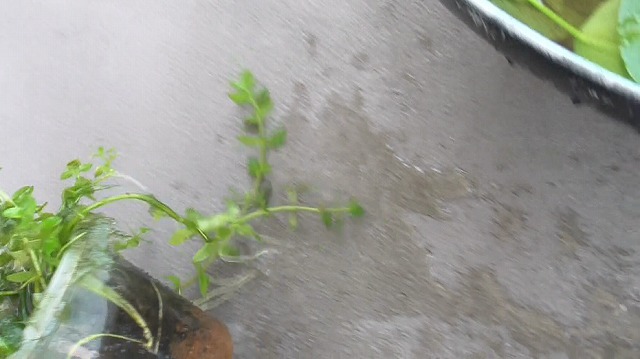 水草ポットの外面