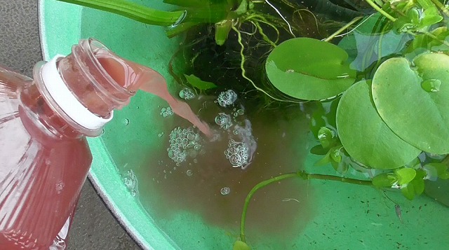 ビオトープにPSBを注入する様子