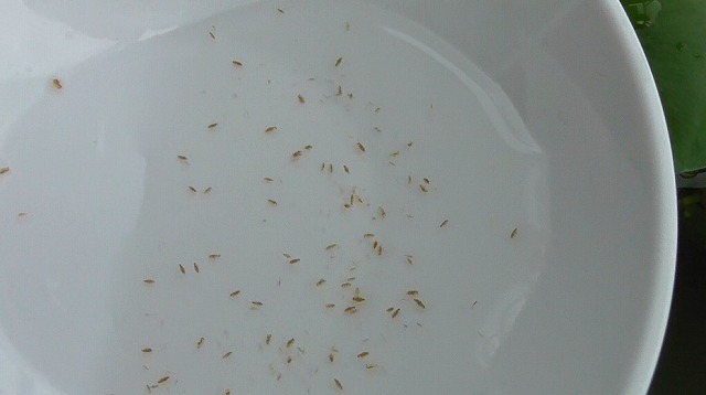 小皿にミジンコを入れた様子