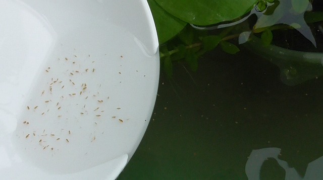 小皿のミジンコをビオトープに移す様子