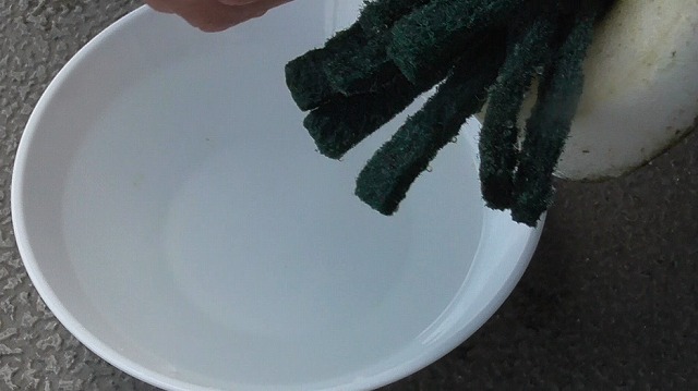 産卵床に産み付けられたメダカの卵