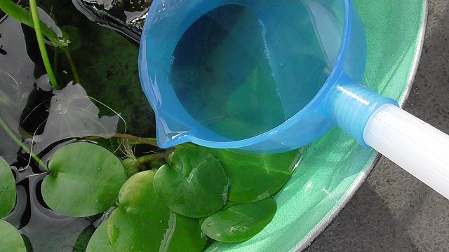 ビオトープに足し水する様子