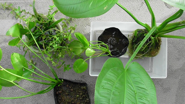 各水草ポット