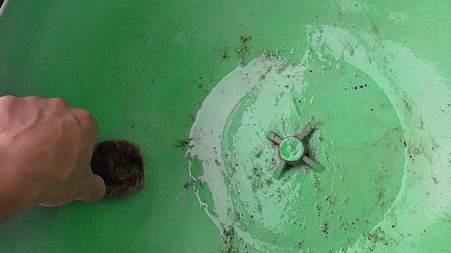 ビオトープの水鉢をタワシで洗う様子