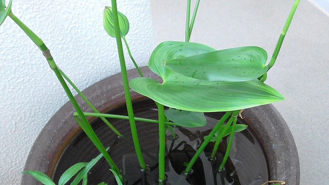 多年草のオモダカ