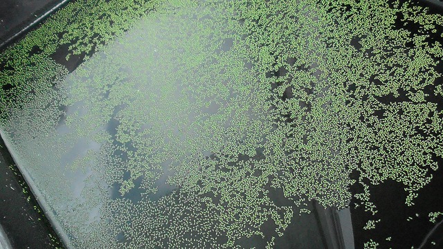 当日のミジンコ浮草の様子