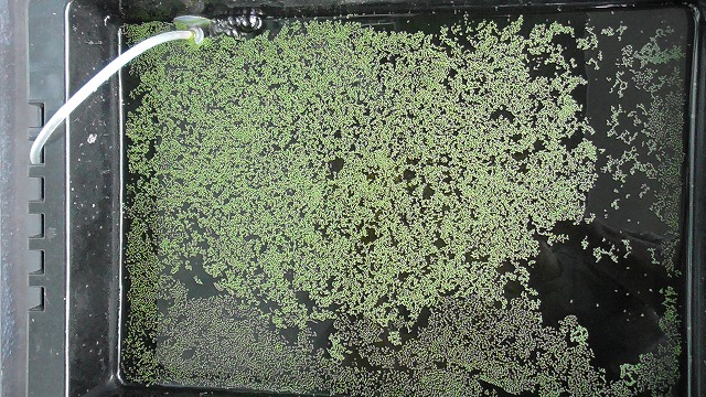 当日のミジンコ浮草の様子2