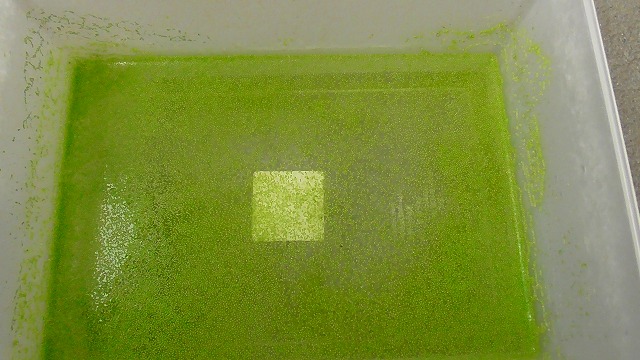 10月のミジンコ浮草の様子