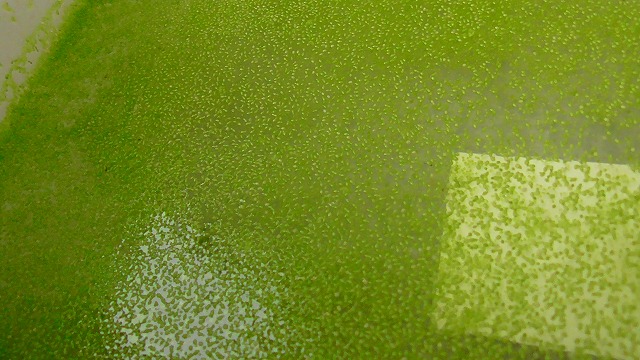 10月のミジンコ浮草の様子2