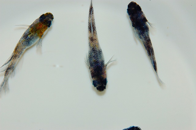 メダカ・和墨白銀三色