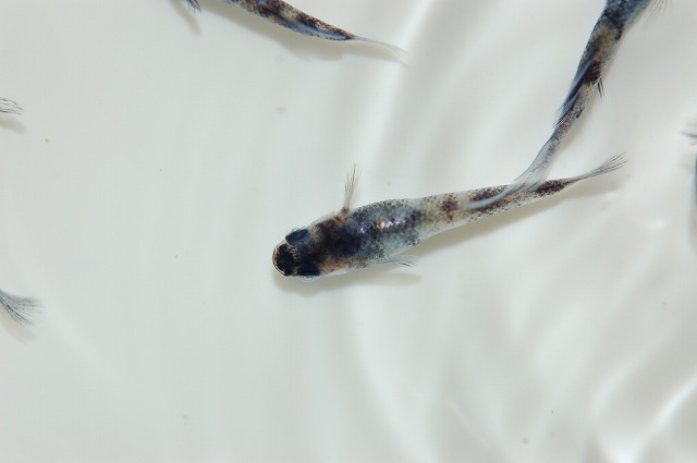 メダカ・和墨白銀三色