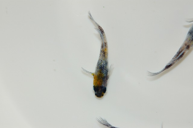 メダカ・和墨白銀三色