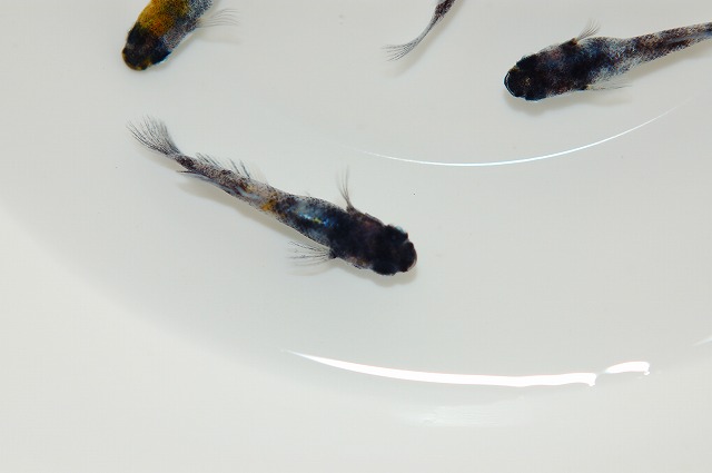 メダカ・和墨白銀三色